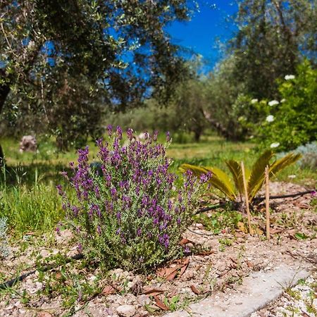 Agriturismo Biologico Piccapane Bed & Breakfast Cutrofiano Exterior photo