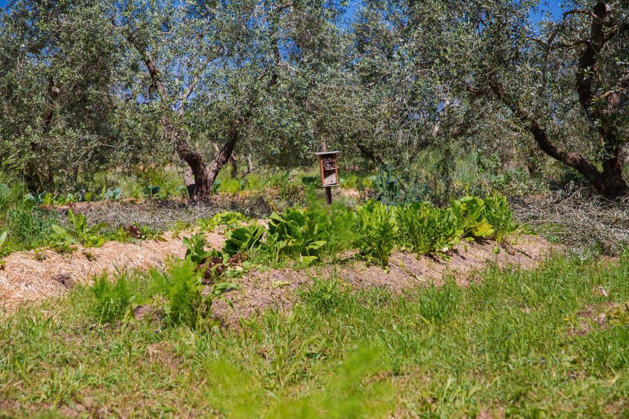 Agriturismo Biologico Piccapane Bed & Breakfast Cutrofiano Exterior photo